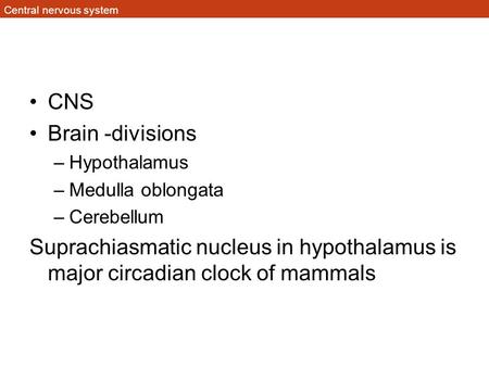 Central nervous system CNS Brain -divisions –Hypothalamus –Medulla oblongata –Cerebellum Suprachiasmatic nucleus in hypothalamus is major circadian clock.