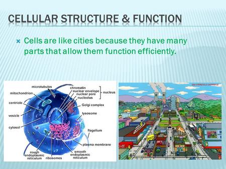  Cells are like cities because they have many parts that allow them function efficiently.