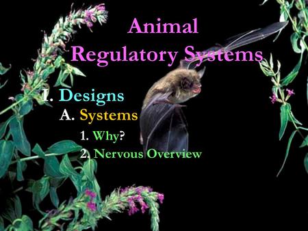 Animal Regulatory Systems I. Designs A. Systems 1. Why? 2. Nervous Overview.