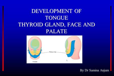 DEVELOPMENT OF TONGUE THYROID GLAND, FACE AND PALATE