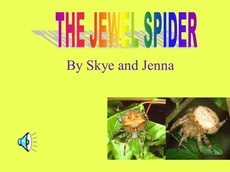 By Skye and Jenna Male Jewel Spiders are much smaller then female Jewel Spiders. These spiders are very timid creatures and they don’t normally leave.