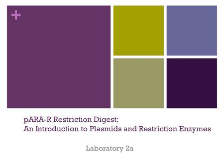 PARA-R Restriction Digest: An Introduction to Plasmids and Restriction Enzymes Laboratory 2a.