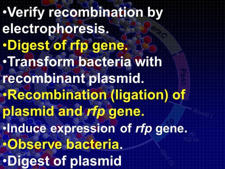 Verify recombination by electrophoresis. Digest of rfp gene. Transform bacteria with recombinant plasmid. Recombination (ligation) of plasmid and rfp gene.