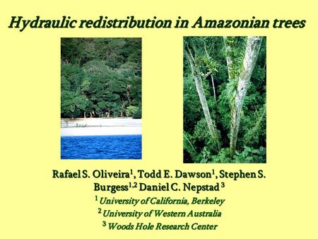 Hydraulic redistribution in Amazonian trees Rafael S. Oliveira 1, Todd E. Dawson 1, Stephen S. Burgess 1,2 Daniel C. Nepstad 3 1 University of California,