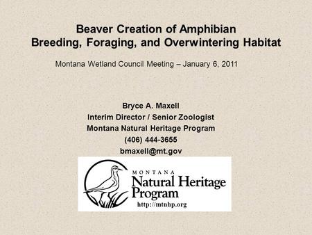 Beaver Creation of Amphibian Breeding, Foraging, and Overwintering Habitat Bryce A. Maxell Interim Director / Senior Zoologist Montana Natural Heritage.