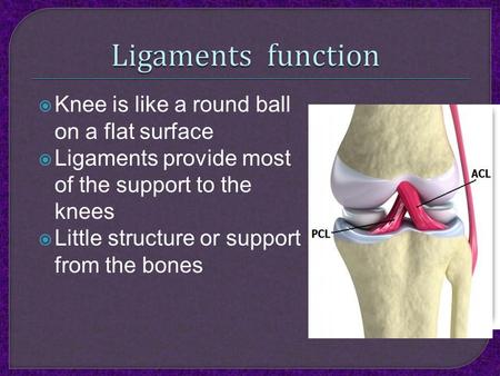  Knee is like a round ball on a flat surface  Ligaments provide most of the support to the knees  Little structure or support from the bones.