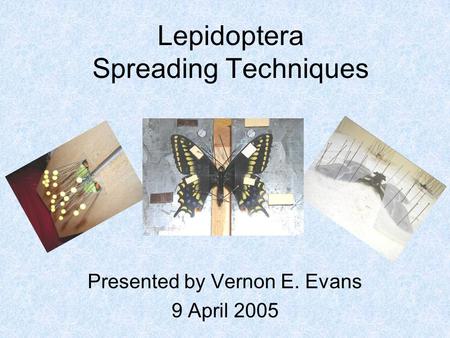 Lepidoptera Spreading Techniques Presented by Vernon E. Evans 9 April 2005.