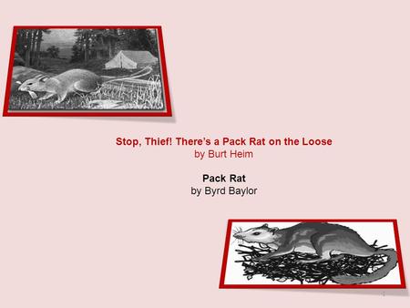Stop, Thief! There’s a Pack Rat on the Loose by Burt Heim Pack Rat by Byrd Baylor 1.