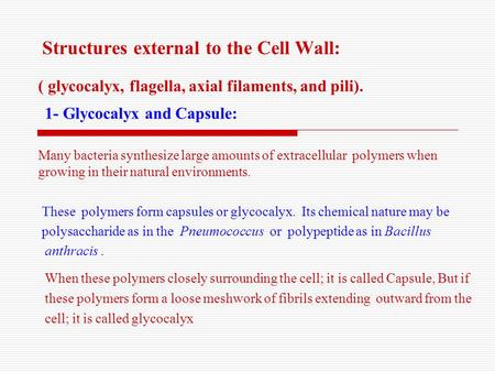 Structures external to the Cell Wall: