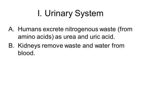 I. Urinary System A.Humans excrete nitrogenous waste (from amino acids) as urea and uric acid. B.Kidneys remove waste and water from blood.