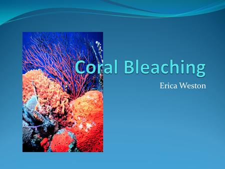 Erica Weston. The Importance of Coral Reefs Coral reefs are like the rainforests of the sea Biologically diverse Support 33% of marine fish species Provides.