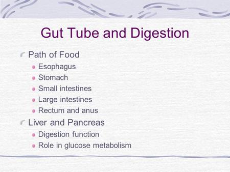 Gut Tube and Digestion Path of Food Liver and Pancreas Esophagus
