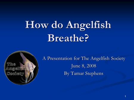 1 How do Angelfish Breathe? A Presentation for The Angelfish Society June 8, 2008 By Tamar Stephens.
