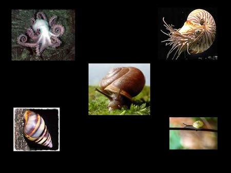 MOLLUSKS: Section 27 – 1 Section 27 – 1 Slugs, snails, and animal that once lived in shells in the ocean or on the beach. Slugs, snails, and animal that.