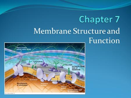 Membrane Structure and Function. What You Must Know: Why membranes are selectively permeable. The role of phospholipids, proteins, and carbohydrates in.