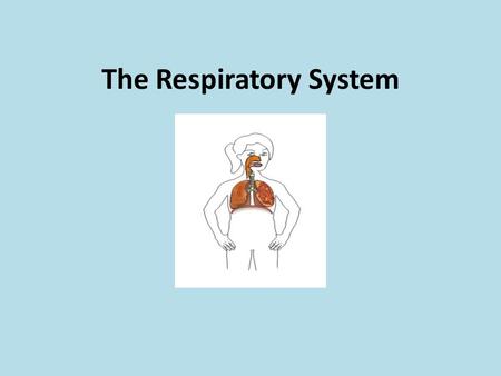 The Respiratory System. What’s respiration? It’s the movement of air in and out of the body to obtain oxygen and expel carbon dioxide.