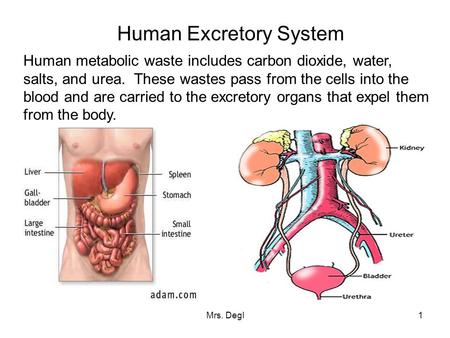 Mrs. Degl1 Human Excretory System Human metabolic waste includes carbon dioxide, water, salts, and urea. These wastes pass from the cells into the blood.