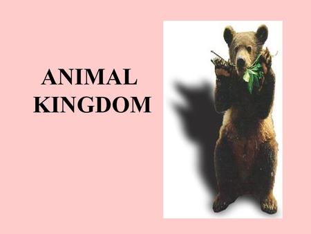 ANIMAL KINGDOM. Characteristics of all Animals They are made of cells, which form tissues, which form organs which form organ systems. They obtain food.