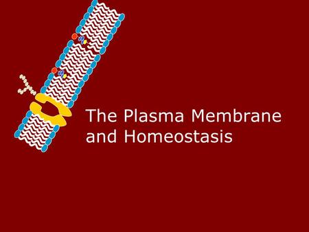 The Plasma Membrane and Homeostasis Homeostasis – Maintaining a Balance Cells must keep the proper concentration of nutrients and water and eliminate.