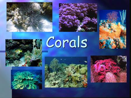 Corals. Fast Facts Corals are animals Two kinds Soft corals Hard corals (These build reefs!) They are made of tiny polyps that are genetically identical.
