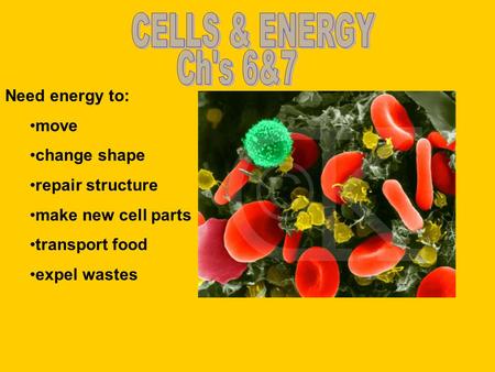 Need energy to: move change shape repair structure make new cell parts transport food expel wastes.