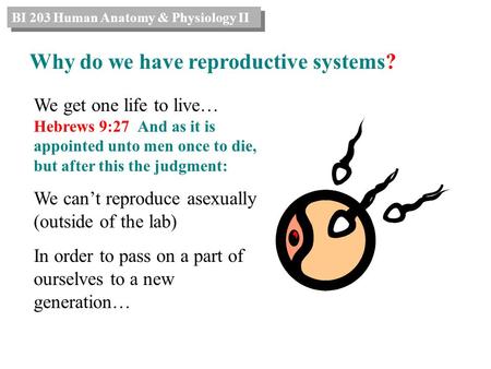 Why do we have reproductive systems?