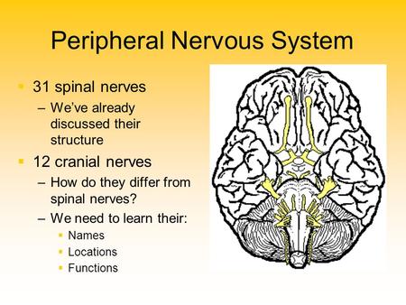 Peripheral Nervous System   31 spinal nerves – –We’ve already discussed their structure   12 cranial nerves – –How do they differ from spinal nerves?