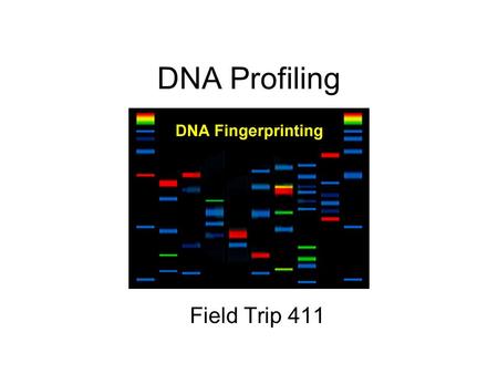 DNA Profiling Field Trip 411. Basics Nucleus contains 23 pairs of chromosomes. Each chromosome contains alleles or versions of traits (ex: eye color,
