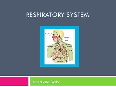 RESPIRATORY SYSTEM Jenna and Dolly. The Respiratory System Fun Fact The right lung is always a bit bigger than the left.  made of series of organs 