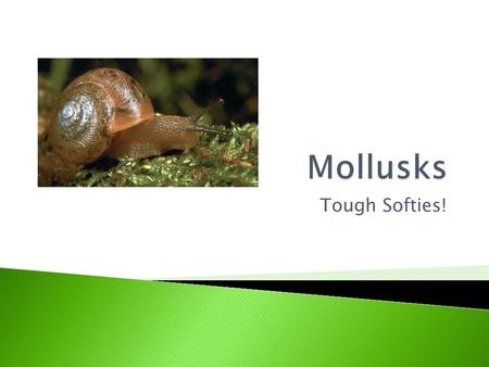 Tough Softies!.  Kingdom: Animalia ◦ Phylum: Mollusca (Mollusks)  Class: Bivalvia (Bivalves)  Class: Cephalopoda (Cephalopods)  Class: Gastroboda.