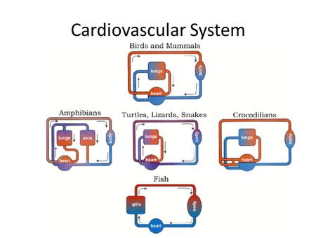 Cardiovascular System. Cardiac Muscle involuntary striated have only a single centrally located nuclei exhibit branching Consist of two separate networks: