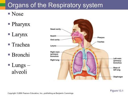 Organs of the Respiratory system