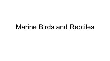 Marine Birds and Reptiles