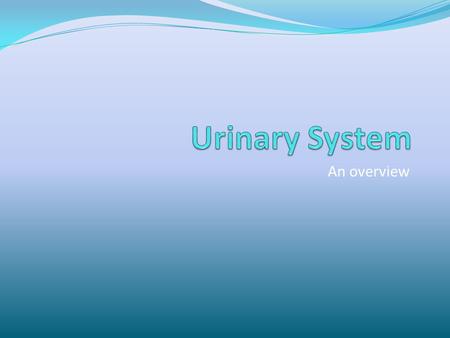 Urinary System An overview.