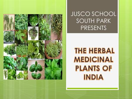 JUSCO SCHOOL SOUTH PARK PRESENTS Parts used: leaves, seeds and roots Uses:  Juice of leaves used in cough, hiccups, respiratory tract disorders.