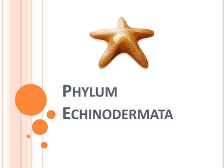 P HYLUM E CHINODERMATA. D IVERSITY Over 7,000 species worldwide Live in aquatic, marine environments Name “Echinodermata” comes from their external spines.
