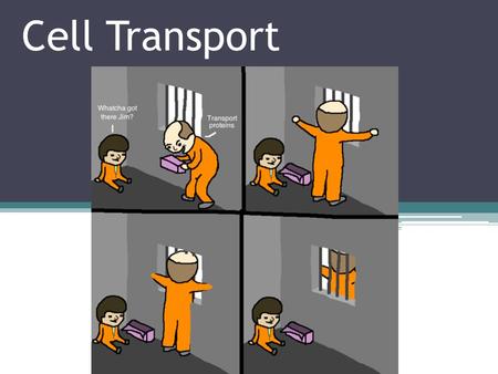Cell Transport. Cell Membrane Review One of the primary functions of the cell membrane is to allow the passage of materials into and out of the cell.