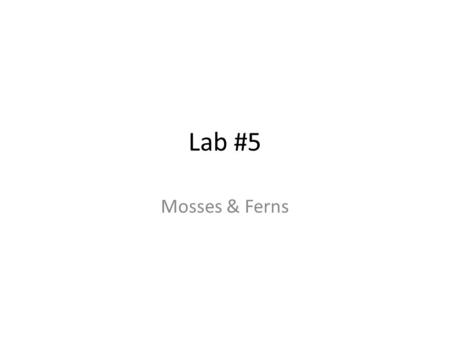Lab #5 Mosses & Ferns.