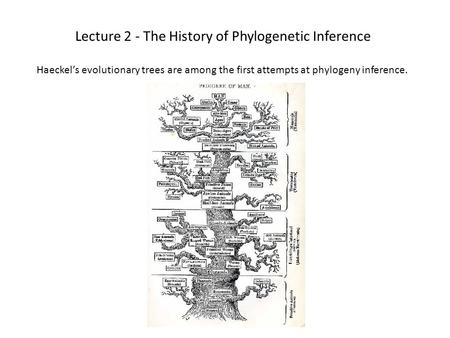 Lecture 2 - The History of Phylogenetic Inference Haeckel’s evolutionary trees are among the first attempts at phylogeny inference.