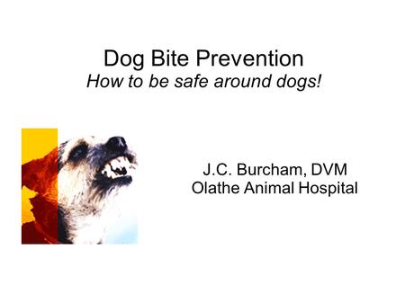 Dog Bite Prevention How to be safe around dogs! J.C. Burcham, DVM Olathe Animal Hospital.