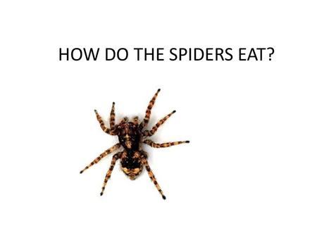 HOW DO THE SPIDERS EAT?. Spiders don’t chew their food. When they get to the bug in their web, they bite it and inject venom. The venom either paralyzes.