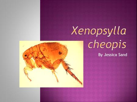 Xenopsylla cheopis By Jessica Sand.