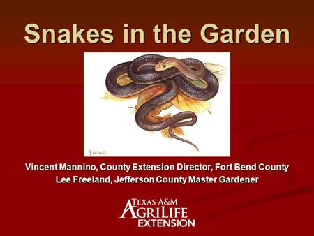 Snakes in the Garden Vincent Mannino, County Extension Director, Fort Bend County Lee Freeland, Jefferson County Master Gardener.