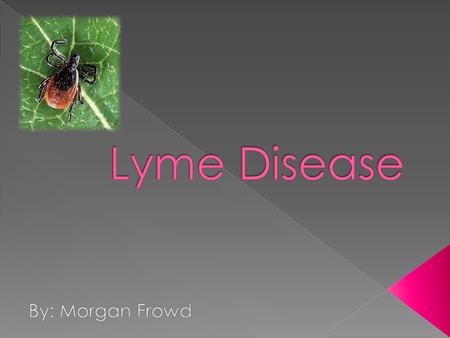  Lyme disease is a bacterial infection spread through the bite of the blacklegged tick.  Blacklegged ticks carry these bacteria. The ticks pick up the.