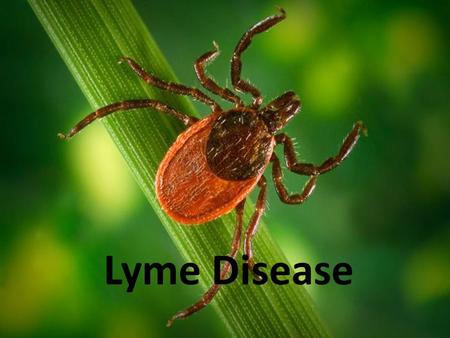 Lyme Disease. What is Lyme Disease? Also known as borreliosis Caused by Borrelia burgdorferi bacteria Bacteria live in the host which is a tick.
