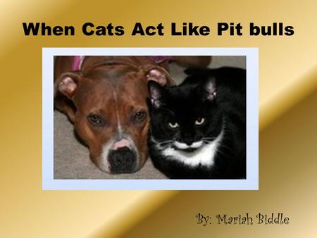 When Cats Act Like Pit bulls By: Mariah Biddle When Cats Act Like Pit bulls By: Mariah Biddle.