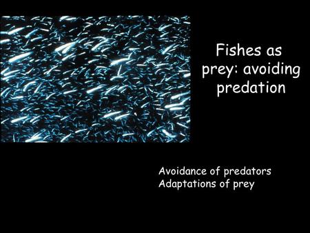 Fishes as prey: avoiding predation Avoidance of predators Adaptations of prey.