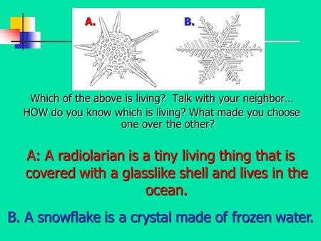 Which of the above is living? Talk with your neighbor… HOW do you know which is living? What made you choose one over the other? A: A radiolarian is a.