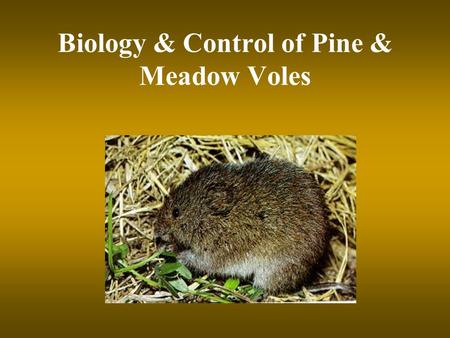 Biology & Control of Pine & Meadow Voles. Biology of Voles 2 species in SC –Pine vole (underground) - root damage nests underground –Meadow vole (above.
