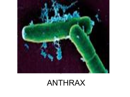 ANTHRAX By: Justin Tursellino. Anthrax is a…. Anthrax is an infection caused by a bacterium, Bacillus anthracis. The infection can take three forms depending.